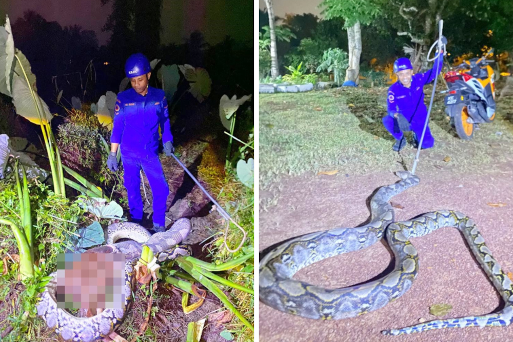 During the operation, the python regurgitated the calf in a bid to escape, but the team successfully controlled the situation and completed the capture in about 30 minutes. — Pictures from X/@update11111