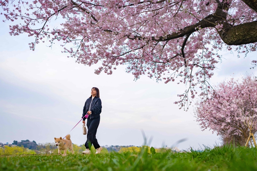 This picture taken on March 24, 2026 shows a woman walking her dog past cherry blossom trees in Kawasaki, Kanagawa prefecture. — AFP pic