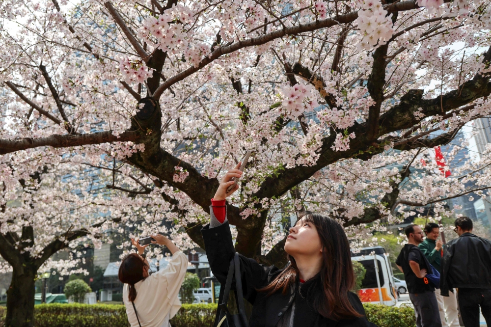 A woman photographs cherry blossom trees in Tokyo on March 30, 2026. — AFP pic