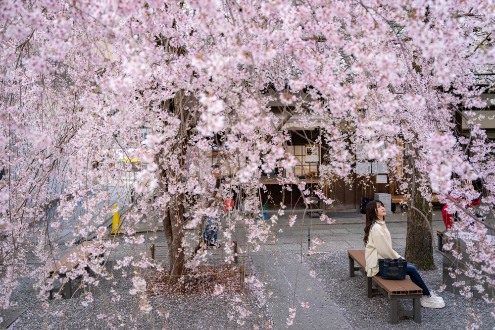 A woman looks at cherry blossom trees at Rokkakudo temple in Kyoto on March 29, 2026. — AFP pic