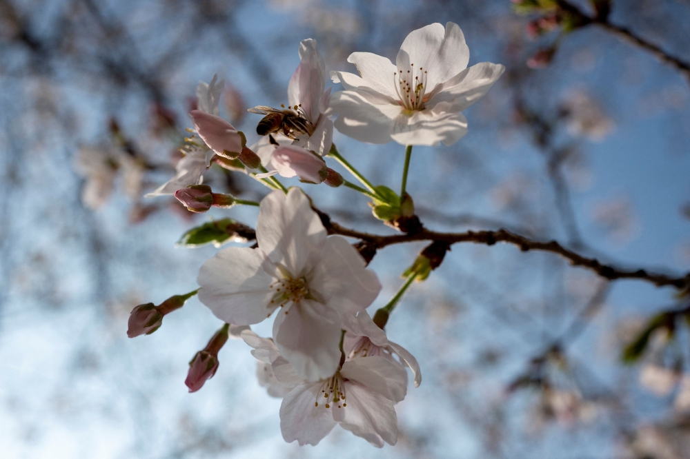 A bee is seen on a cherry blossom in search of nectar in Tokyo on March 29, 2026. — AFP pic