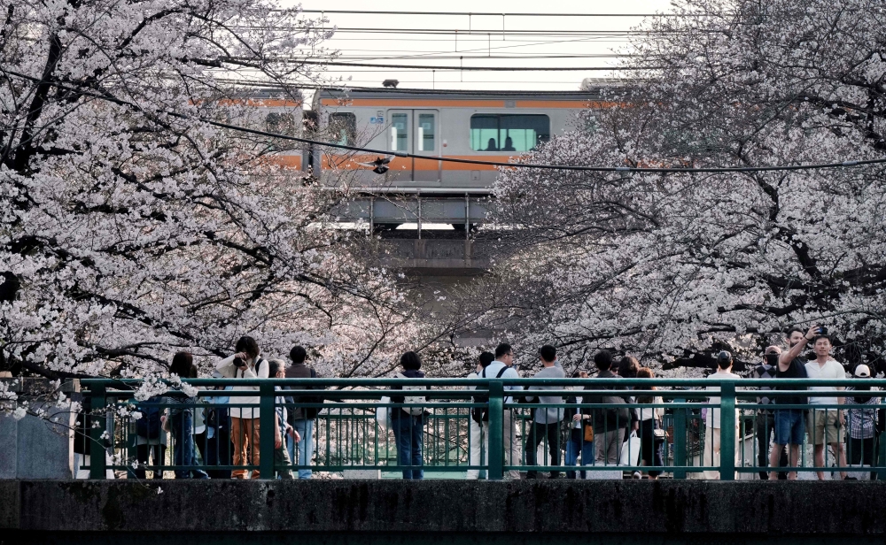 People admire the cherry blossoms in full bloom along a river in Tokyo on March 29, 2026. — AFP pic