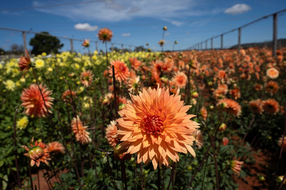 Dahlia flowers bloom during the annual Dahlia Flower Festival at the Hadeco flower farm in Magaliesburg, South Africa, March 29, 2026. — Reuters pic