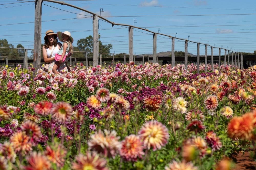 A mother and child see dahlia flowers during the annual Dahlia Flower Festival at the Hadeco flower farm in Magaliesburg, South Africa, March 29, 2026. — Reuters pic