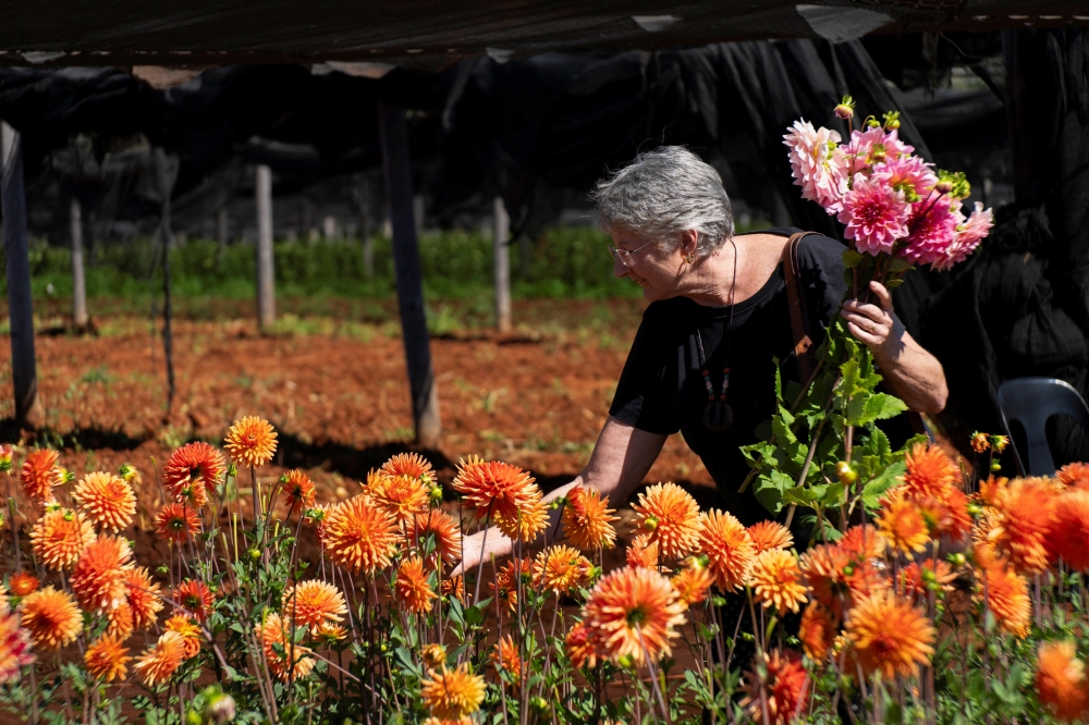 A visitor picks dahlia flowers during the annual Dahlia Flower Festival at the Hadeco flower farm in Magaliesburg, South Africa, March 29, 2026. — Reuters pic