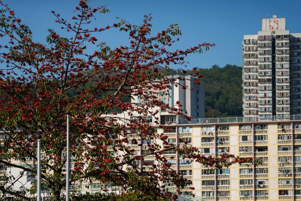 A kapok tree blooms with vibrant red flowers while retaining green foliage that typically would have shed during winter, in Hong Kong on March 15, 2026. Hong Kong's beloved kapok trees are no longer blooming the way they used to, drawing concern from conservationists who see it as a sign that nature is falling out of sync as the climate warms. — AFP pic