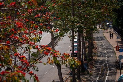 Pokok 'Wira' Hong Kong Hilang Keindahan Akibat Pemanasan Iklim Global