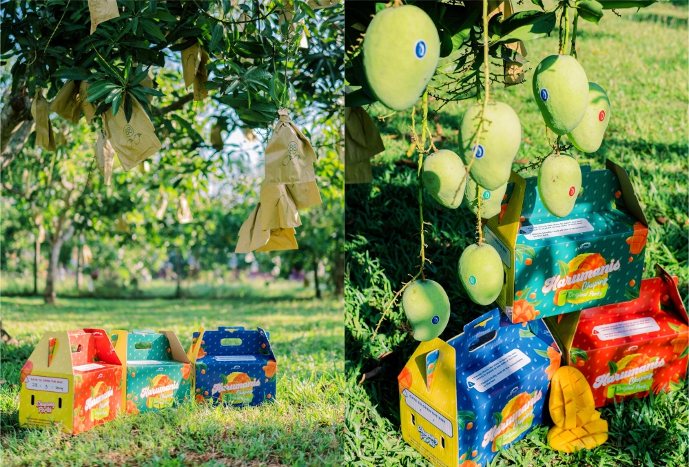 Harumanis harvested and ready for shipping at ‘A Harumanis Chuping’ plantation. — Picture courtesy of A Harumanis Chuping