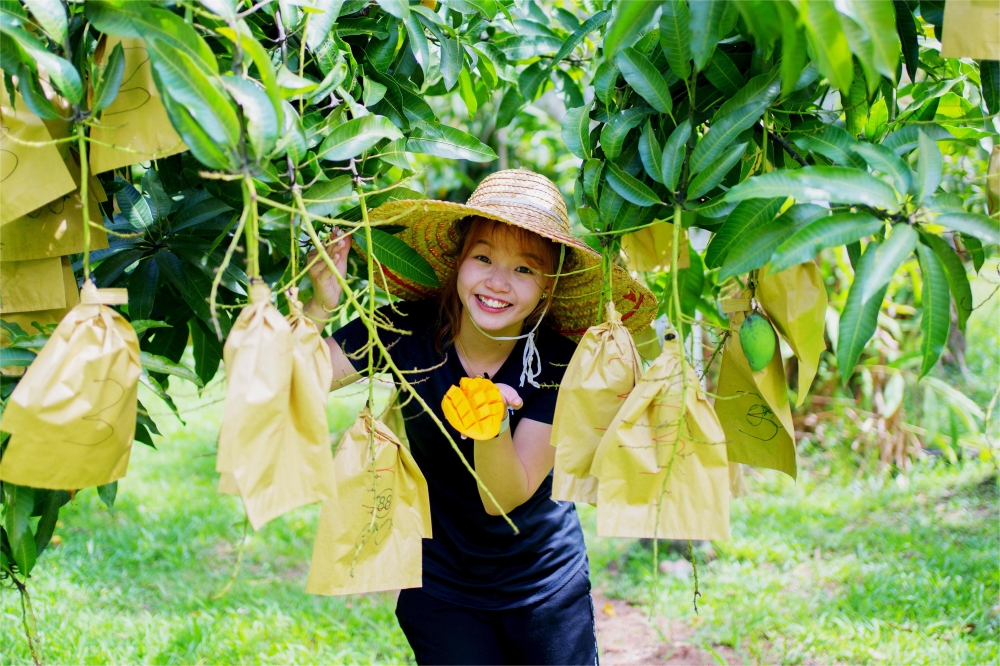 A freshly picked Harumanis mango at the ‘A Harumanis Chuping’ plantation, ready to be enjoyed. — Picture courtesy of A Harumanis Chuping