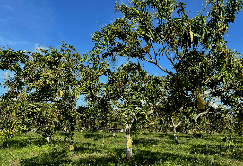 The ‘A Harumanis Chuping’ plantation, meticulously cared for in preparation for the Harumanis season. — Picture courtesy of A Harumanis Chuping