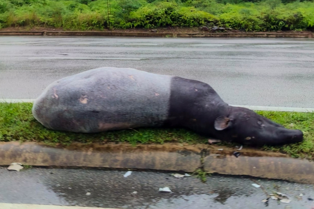 When one Malayan tapir dies, what else is lost? When one Malayan tapir dies, what else is lost?