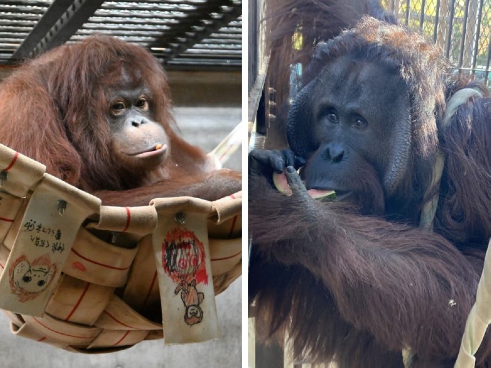 Zoo Jepun-Jalinan Indonesia: 'Omiai' Orangutan Borneo untuk Selamatkan Spesies Terancam