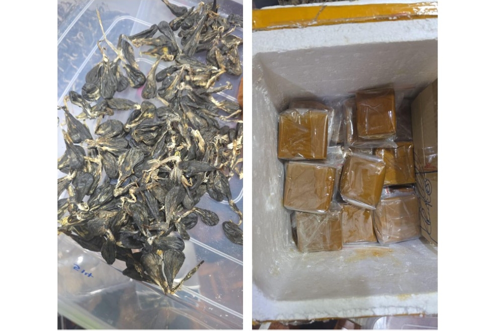 Perhilitan seizes RM36.8m Johor haul: Compressed tiger parts, primate parts and suspected python genitalia among contraband Perhilitan seizes RM36.8m Johor haul: Compressed tiger parts, primate parts and suspected python genitalia among contraband