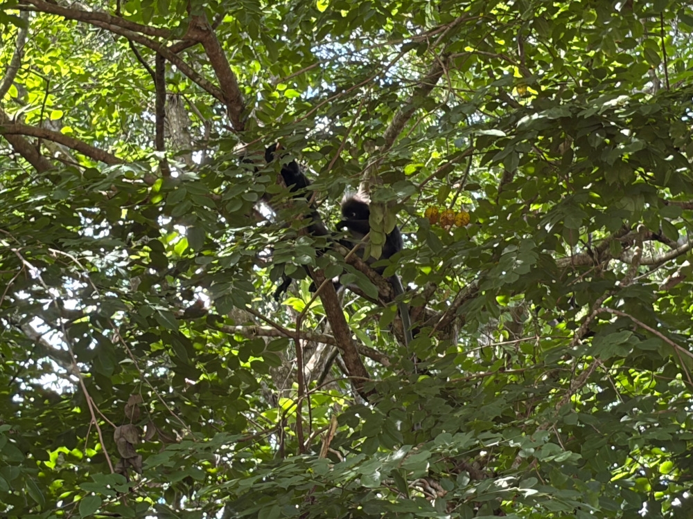 The dusty langur nicknamed the Tarzan group that lived near The Obscura bridge site. — Picture by Opalyn Mok