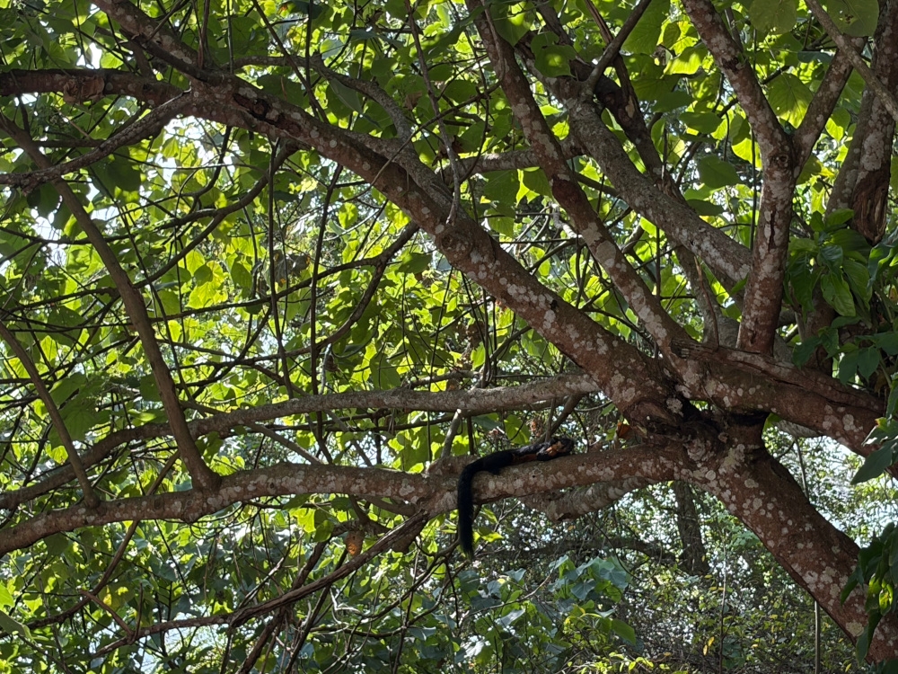 The giant black squirrel that lived in the vicinity of The Obscura bridge site. — Picture by Opalyn Mok