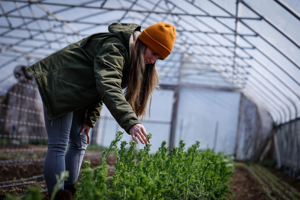 Sue Ferreri, executive director of Rockland Community Farm Network, visits the greenhouse as the checks on Kale plants at Cropsey Community Farm in New City, New York on April 8, 2026. — AFP pic