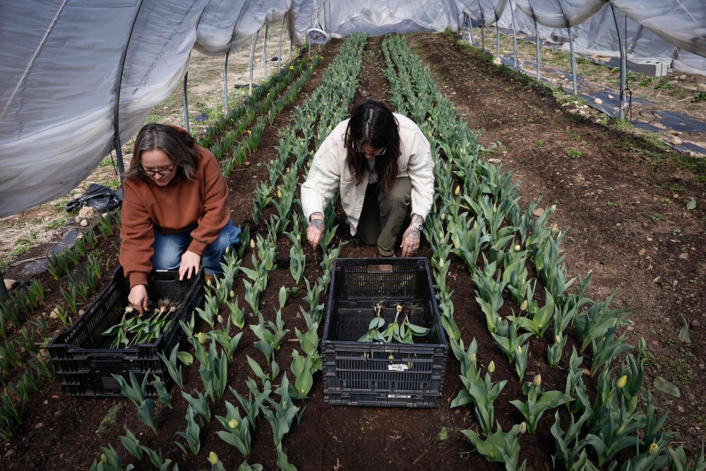 Maria Mengon (R) and Ailen Dykhuize (L) harvest tulips at the Cropsey Community Farm in New City, New York on April 8, 2026. — AFP pic
