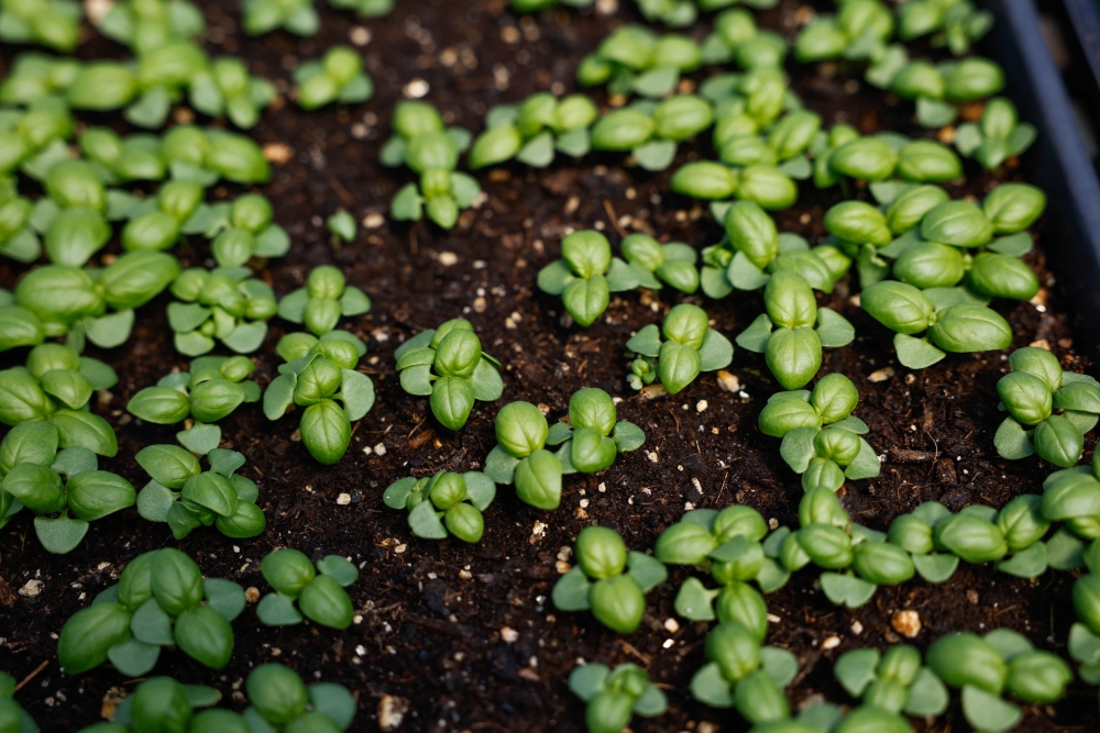 Small plants grow at the Cropsey Community Farm in New City, New York on April 8, 2026. — AFP pic