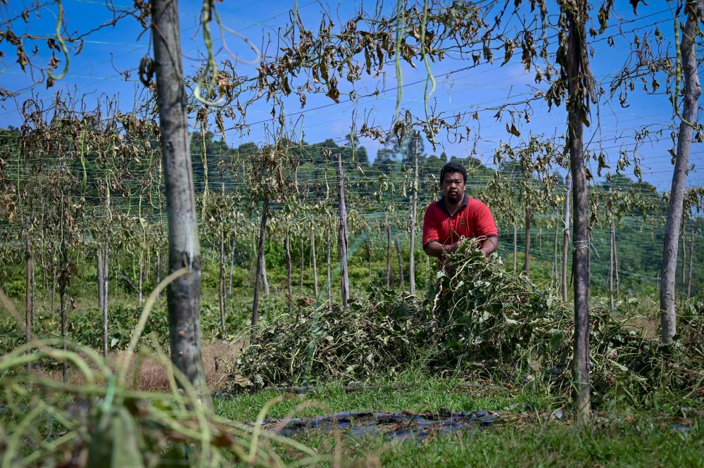 Farmer Sulaiman Ismail, 39, clears his 2.5-hectare farm in Kampung Minda, Dungun after most of the crops were lost due to the dry spell that caused even water sources to dry up. — Bernama pic