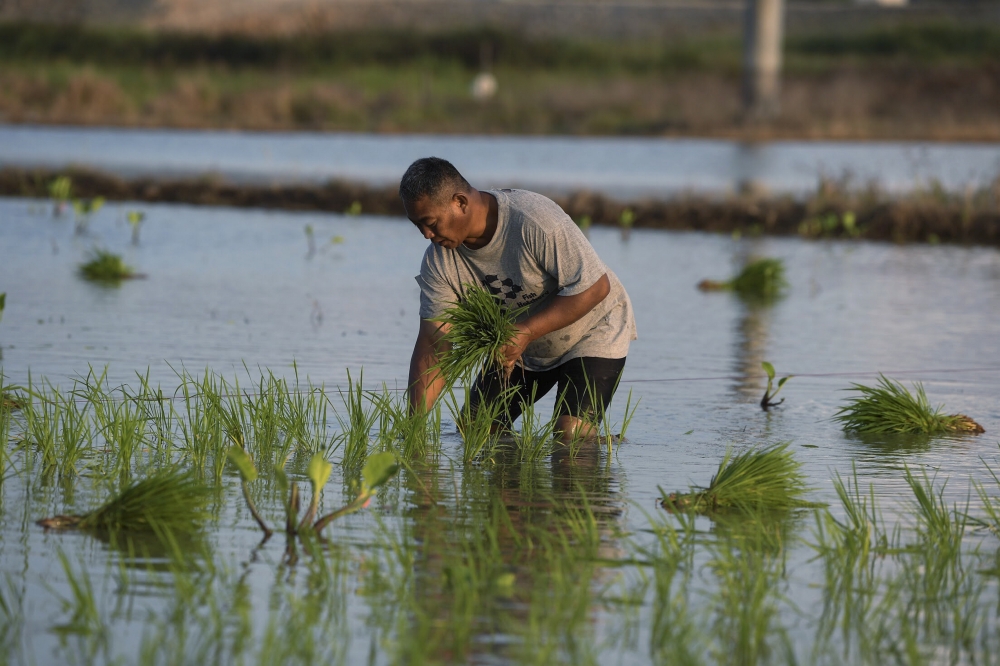Paddy farmers to get boost as IPKP rate nearly doubles to RM300 per hectare, says economy minister