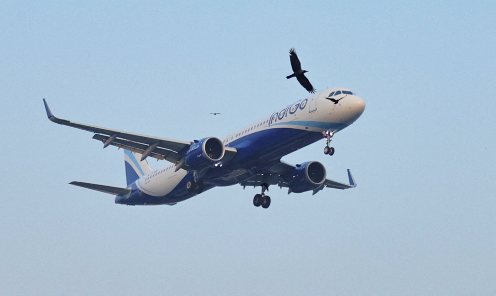 Birds fly past an Indigo flight as it prepares to land at the Chhatrapati Shivaji Maharaj International Airport in Mumbai December 6, 2025. — Reuters pic