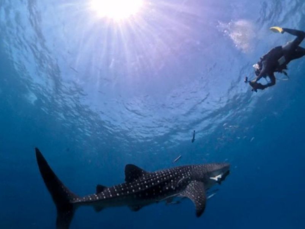 Wild whale shark surprises divers in Sarawak, stays close for unforgettable sighting 