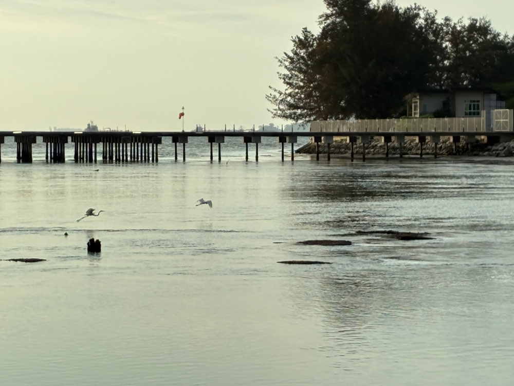 Despite not having as fancy a camera as the iPhone 17 Pro Max, the 17e was capable of producing surprisingly good photos like this one where I used digital zoom to get a closer look at passing water birds. — Picture by Erna Mahyuni
