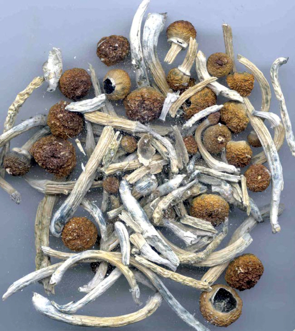 Psilocybin or ‘magic mushrooms’ are seen in an undated photo provided by the US Drug Enforcement Agency (DEA) in Washington May 7, 2019. In Australia, the synthetic psychoactive drug midomafetamine (MDMA) is approved for PTSD, and psilocybin — a naturally occurring psychedelic compound in certain mushrooms — is authorised for treatment-resistant depression. — DEA handout pic via Reuters