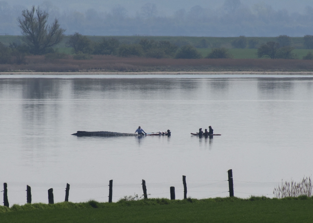 ‘Free Timmy!’: Stranded whale’s ordeal in Germany sparks compassion — and a storm of division