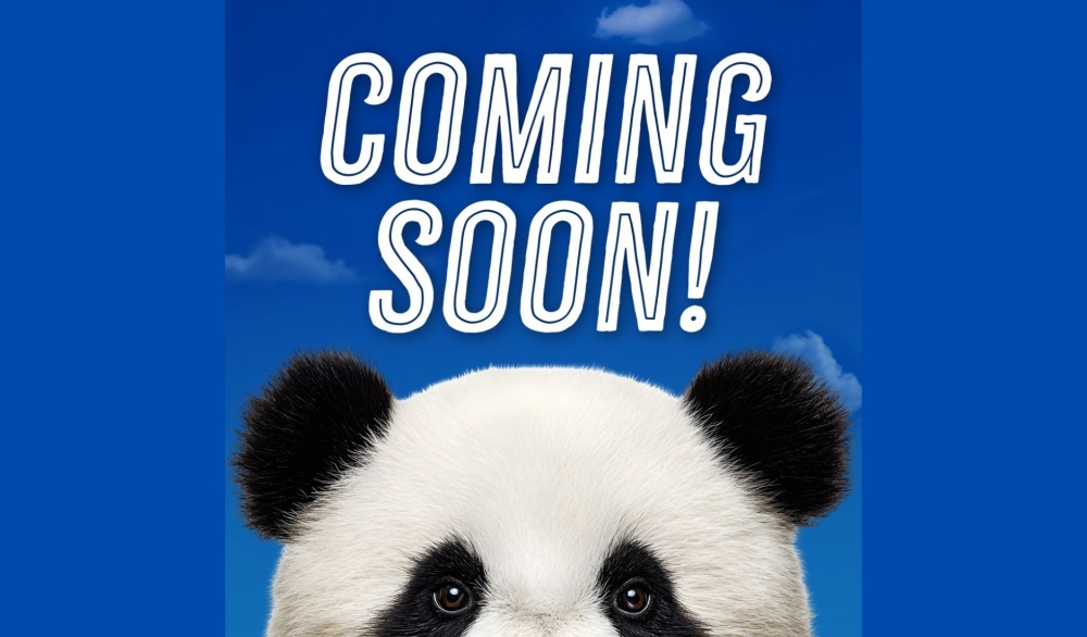 China sends giant pandas Ping Ping and Fu Shuang to Atlanta under new 10-year conservation deal