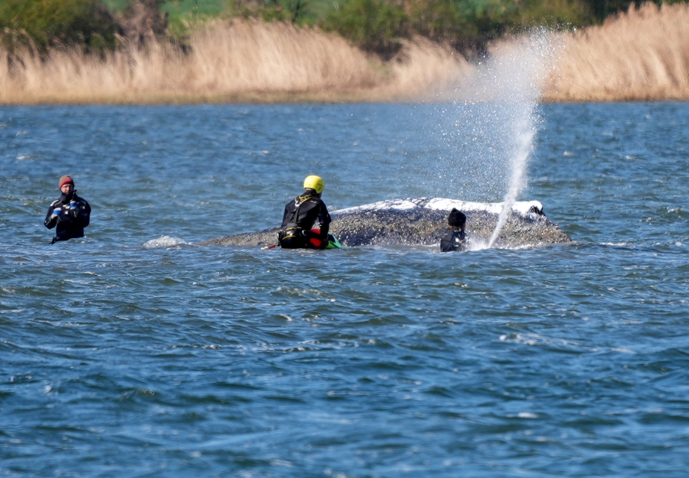 Germany launches multi‑day operation to move stranded humpback from Baltic to North Sea