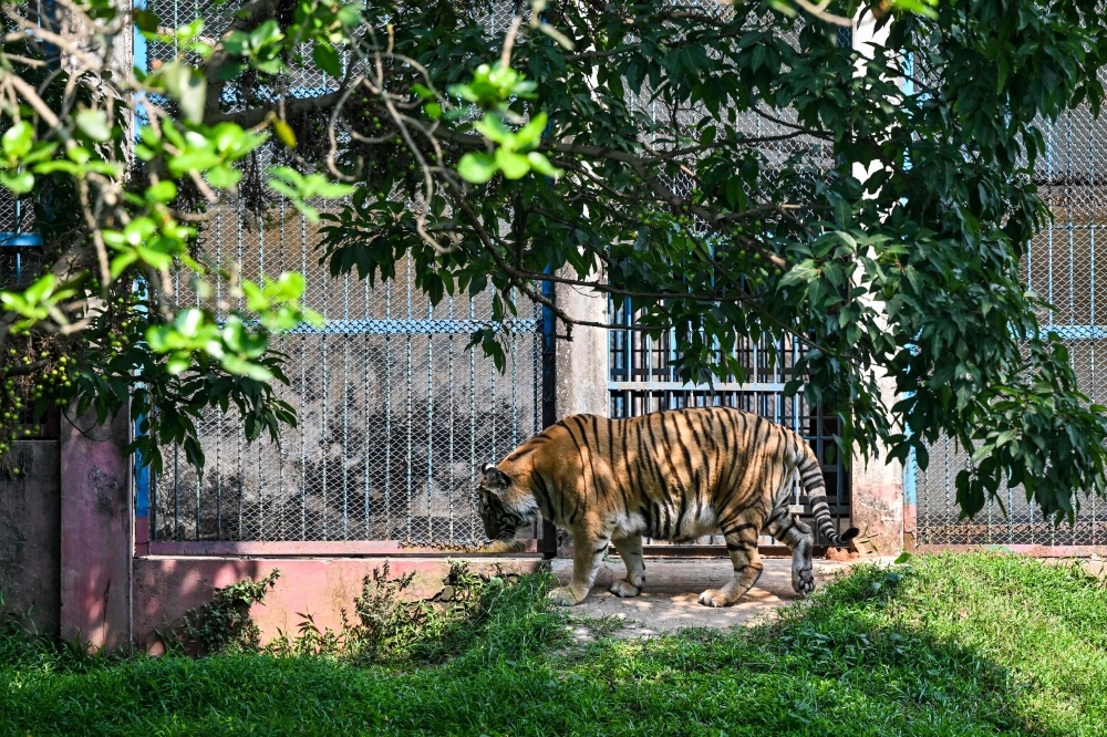 This photograph taken on April 7, 2026 shows a Royal Bengal tiger pacing inside the Bangladesh National Zoo in Dhaka. — AFP pic