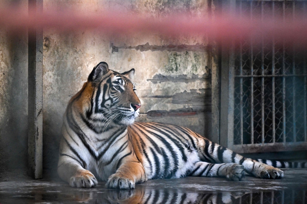 This photograph taken on April 7, 2026 shows a Royal Bengal tiger resting inside the Bangladesh National Zoo in Dhaka. — AFP pic