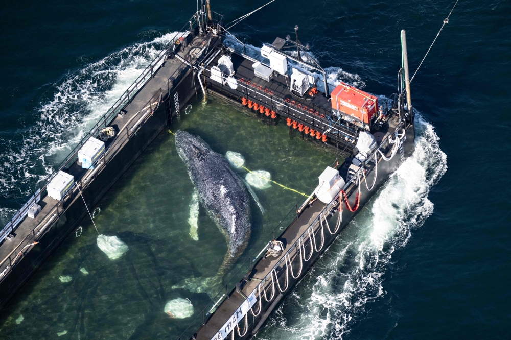 After weeks stranded in the Baltic, humpback whale ‘Timmy’ begins journey home