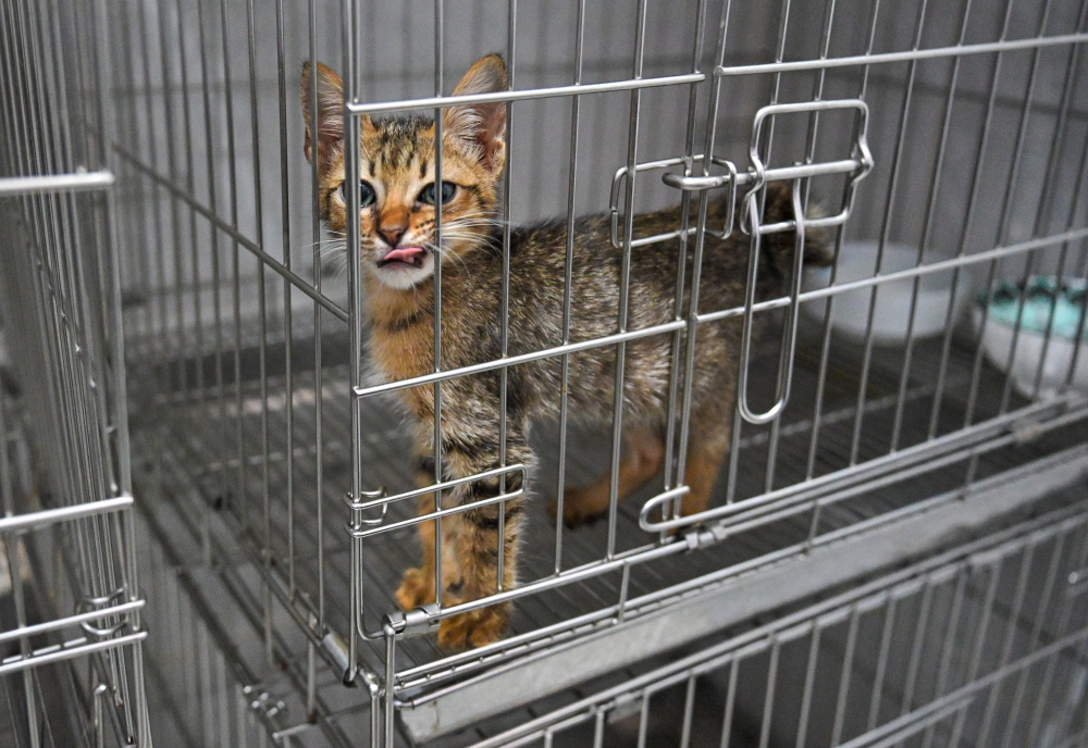A cat placed at a pet care centre in Gombak April 30, 2026. — Bernama pic
