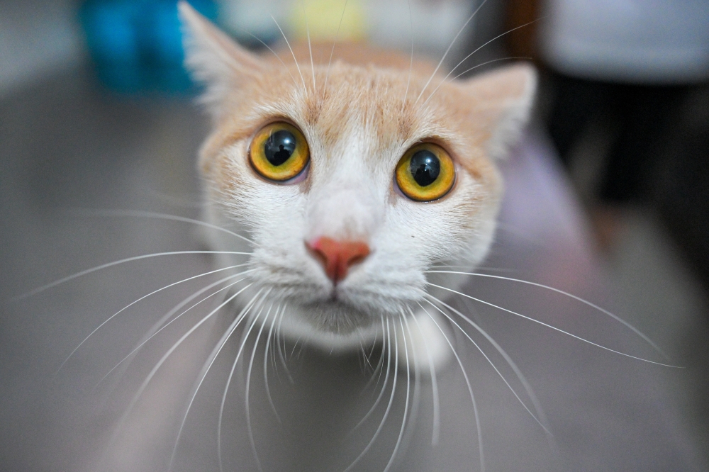 Petri, a one-year-old white and orange male cat, was abandoned by his owner after the Raya holidays at a pet care centre in Gombak. — Bernama pic