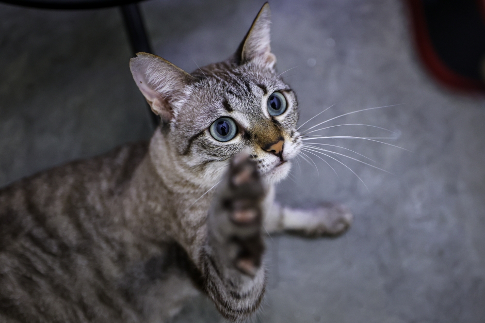 Fluffy’s sister and colleague, two-year-old Princess Coco, smallest of the three also blood donors to cats in need. While Malaysia has no blood banks for pets, the country has several groups on social media sites that either sign up pets as blood donors or connect pet blood donors with those that need their services. — Bernama pic