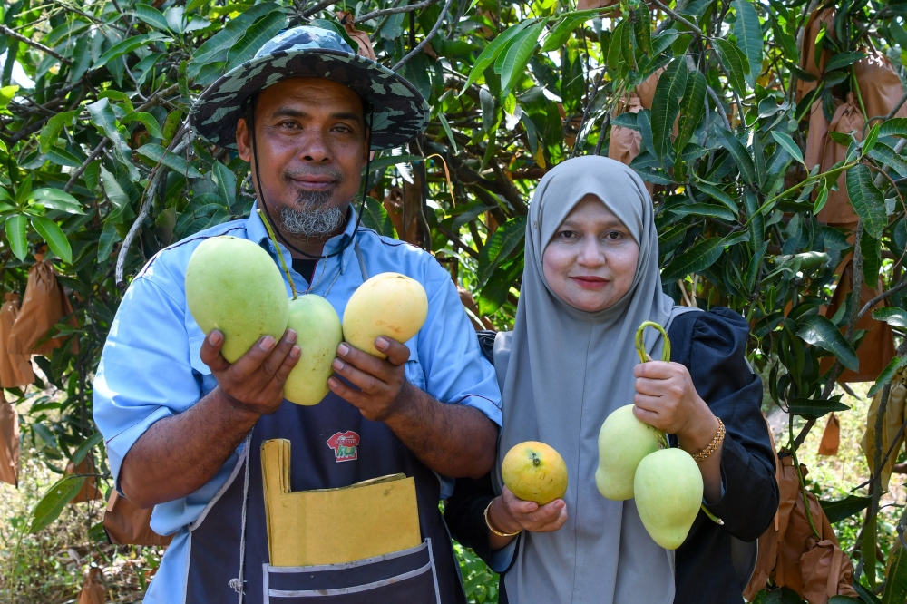 Mohd Rudzuan Jusoh and his wife Rabiatun Naemah Mohd Azmy show ripe Harumanis mangoes. — Bernama pic 