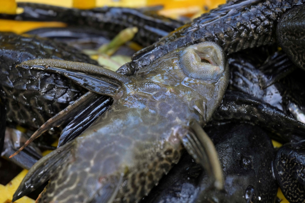 A suckermouth catfish lies upside down showing its sucker mouth after being caught from a river as part of a local government program to eradicate the invasive species in Jakarta. — AFP pic