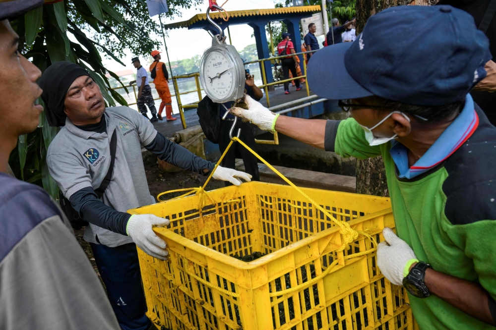 Officers weigh suckermouth catfish caught from a river as part of a local government program to eradicate the invasive species in Jakarta. — AFP pic