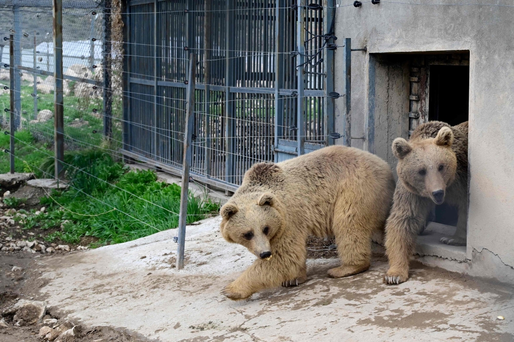 Bears, who were rescued from captivity, are seen in an enclosure at the Foundation for the Preservation of Wildlife and Cultural Assets (FPWC) — an Armenian-based charity that spearheads the rescue efforts and operates a rehaibilitation centre for the animals, in Armenia’s highlands near the village of Urtsadzor, 68km from Yerevan, on April 21, 2026. — AFP pic 