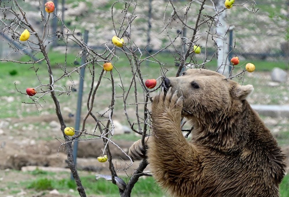 A bear, who was rescued from captivity, is seen in an enclosure at the Foundation for the Preservation of Wildlife and Cultural Assets (FPWC). — AFP pic 