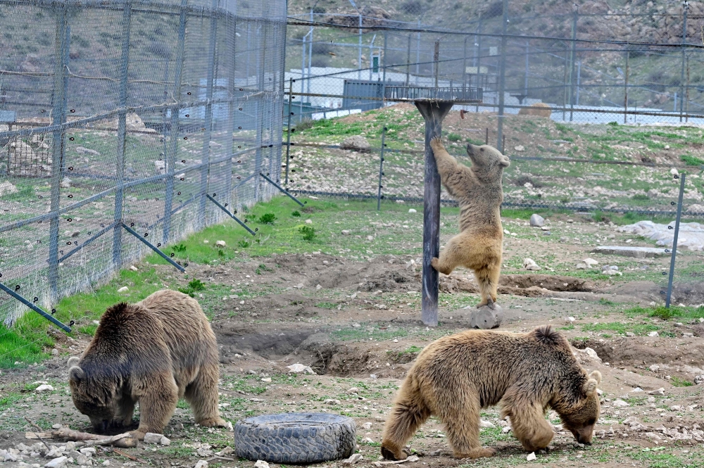 Built into a mountainside around an hour’s drive from the capital, the centre’s 32 bears have large enclosures and are able to dig their own dens. — AFP pic 