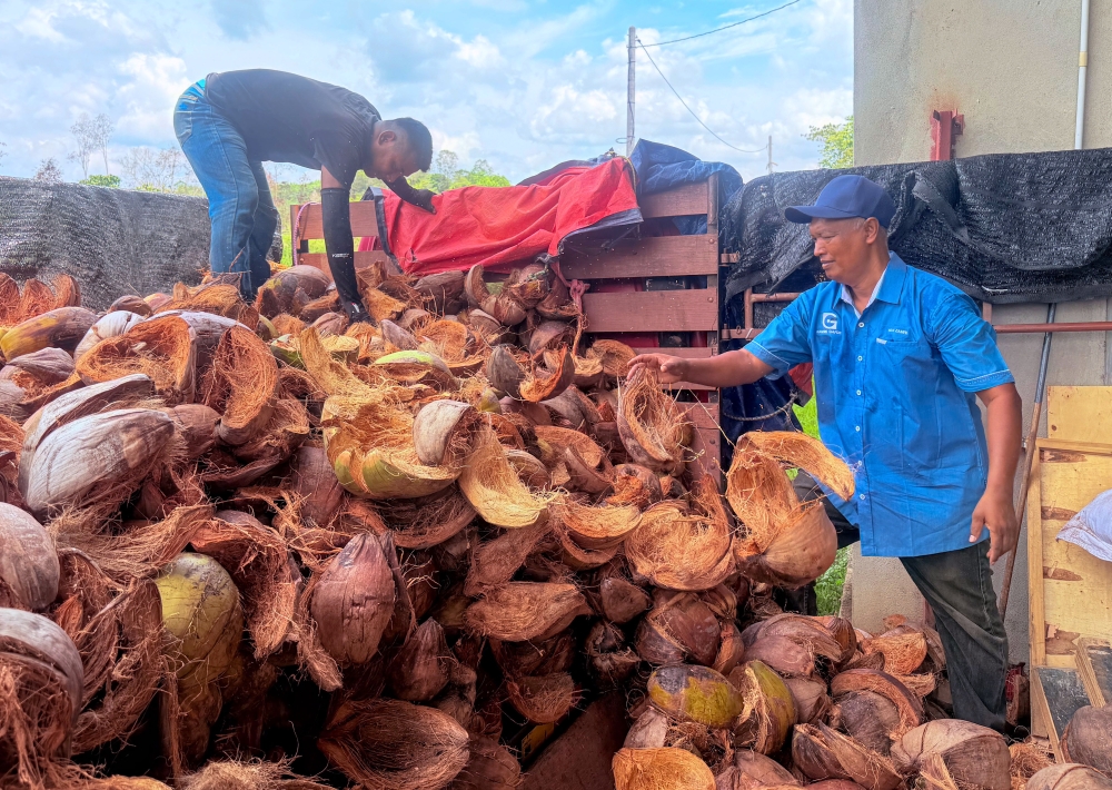 Wan Zamri Wan Ya (right) and his workers select coconut husks before chopping it into smaller pieces using a special machine when met by Bernama at his factory in Kampung Batu Hitam May 9, 2026. — Bernama pic