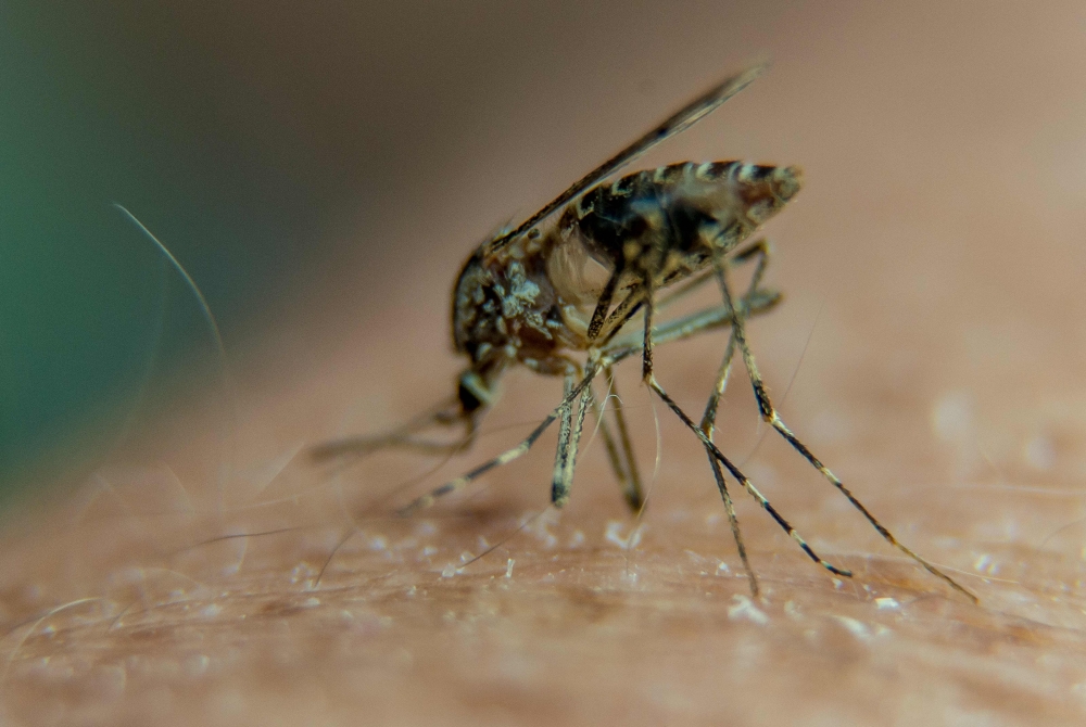 Are you a mosquito magnet? Scientists just discovered the hidden reason why
