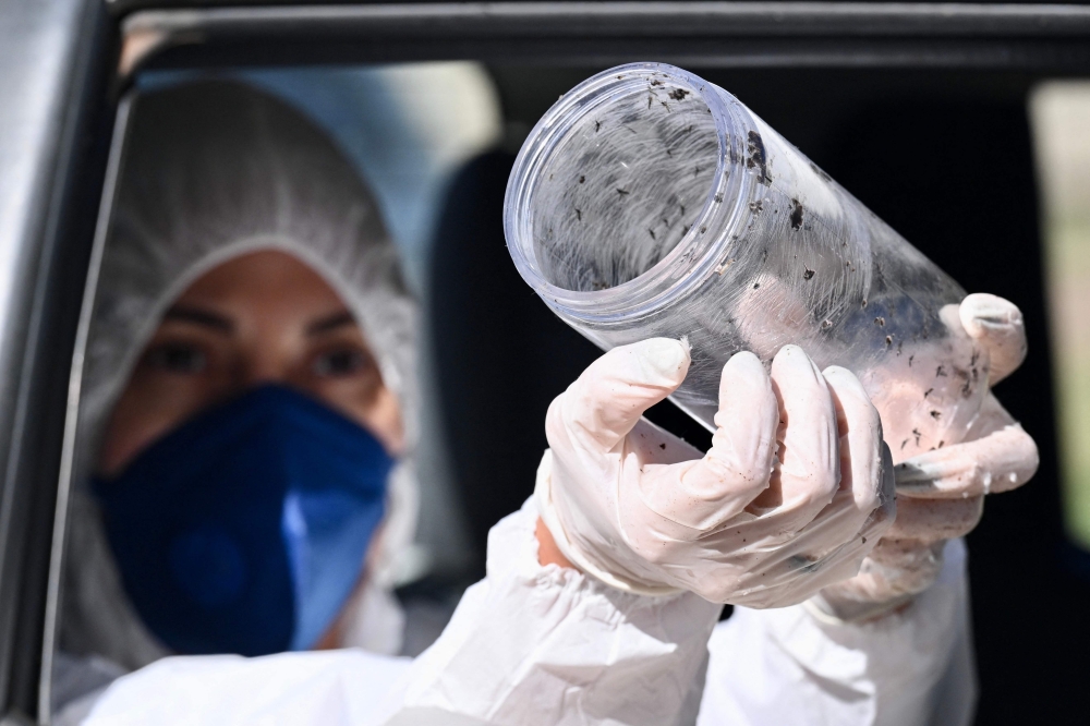 Aedes aegypti mosquitoes infected with Wolbachia bacteria are released by a technician from the Federal District’s Health Department in a residential area of Brasilia on March 10, 2026. — AFP pic