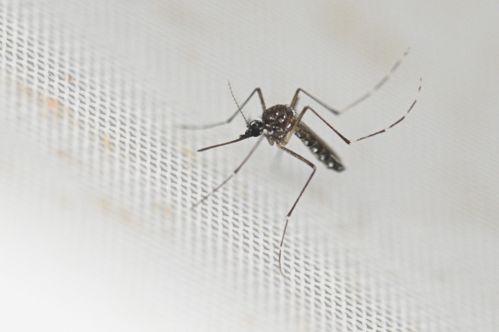 An Aedes aegypti mosquito is pictured at a laboratory of the Center for Parasitological and Vector Studies of the national scientific research institute CONICET in La Plata, Buenos Aires Province, Argentina on March 26, 2024. — AFP pic