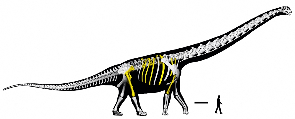 Skeletal reconstruction of Nagatitan chaiyaphumensis, a Cretaceous sauropod, with recovered fossils highlighted in yellow, shown in this image released May 14, 2026. — Reuters pic/Thitiwoot Sethapanichsakul et al./Handout