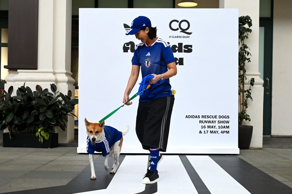 A pet owner walks with their dog wearing a football shirt at a runway show during a media preview of FurKids Fiesta, showcasing Adidas’ first pet collection, in Singapore on May 16, 2026. — AFP pic