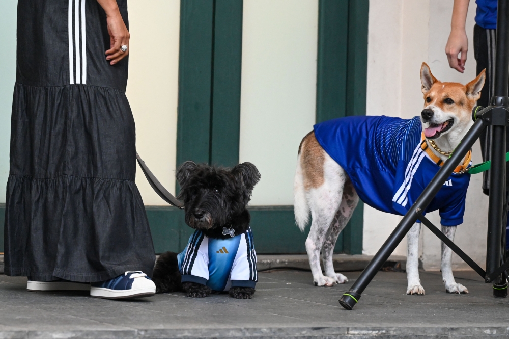 Pet dogs wearing matching football shirts are pictured during a media preview of FurKids Fiesta, showcasing Adidas’ first pet collection, in Singapore on May 16, 2026. — AFP pic